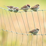 BB 10 0404 / Passer montanus / Pilfink